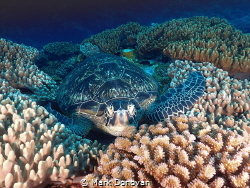 A lovely turtle in Ishigaki by Mark Donovan 